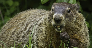 What In The World Do Groundhogs And Renting Property Have In Common?